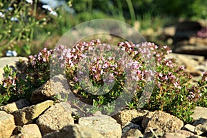 Breckland thyme, wild thyme on the stone wall.