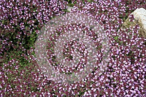 Breckland thyme, wild thyme