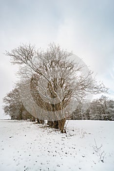Brecon Beacons winter tree scene