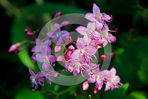 Bredia hirsuta Blume, flowering plant in Fujian, China