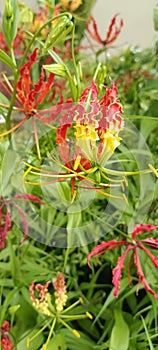 breech flower or gloriosa superba or climbing lily