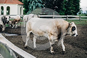 Breed of Argentine bull reared for meat