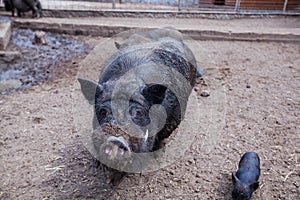 Breed of black pigs at rural farms