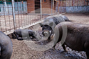Breed of black pigs at rural farms