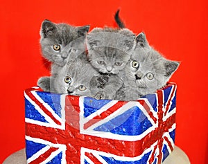 breed british cat cute domestic shorthair little kittens