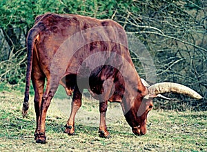 Brown bovine with long horns on the pasture. photo