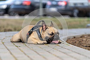 Breed dog - French Bulldog lying on the walkway and stuffed his tongue to breathe