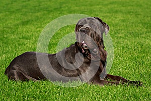 Breed dog Neapolitan Mastiff photo