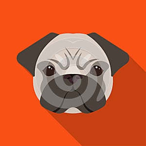 Breed of a dog, a pug.Pug`s muzzle single icon in flat style vector symbol stock illustration web.