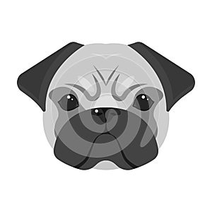 Breed of a dog, a pug.Pug`s muzzle single icon in monochrome style vector symbol stock illustration web.