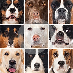 Breed dogs collage