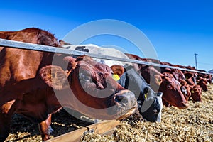 breed of hornless dairy cows eating silos fodder in cowshed farm