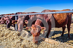 breed of hornless dairy cows eating silos fodder in cowshed farm