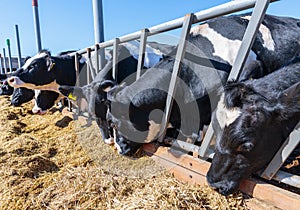 breed of hornless dairy cows eating silos fodder in cowshed farm