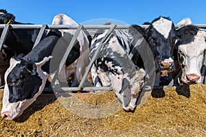 breed of hornless dairy cows eating silos fodder in cowshed farm
