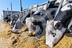 breed of hornless dairy cows eating silos fodder in cowshed farm