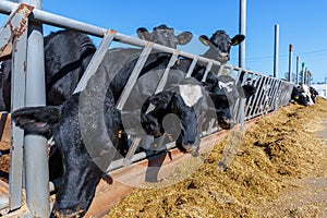 breed of hornless dairy cows eating silos fodder in cowshed farm