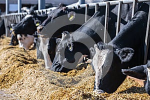 breed of hornless dairy cows eating silos fodder in cowshed farm