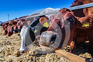 breed of hornless dairy cows eating silos fodder in cowshed farm somewhere in central Ukraine, agriculture industry, farming and