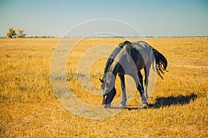 Breed horse farm, equestrian herd