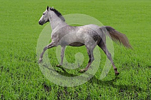 Breed horse Orlov trotter runs on grass