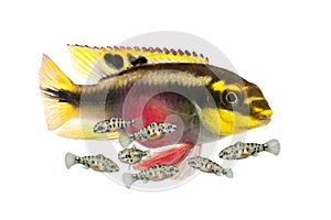 Breed Pulcher kribensis with swarm fry fish cichlid Aquarium fish Pelvicachromis pulcher