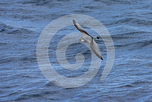 Breedbekprion, Broad-billed Prion, Pachyptila vittata