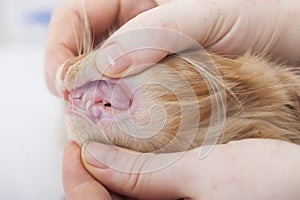 Breeder examine maine coon kitten teeh