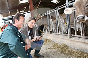 Breeder and veterinarian in barn