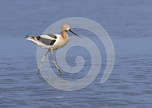 Breeding adult American avocet Recurvirostra americana foraging