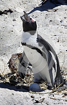 Breeding African Penguins at Boulders Beach, Cape