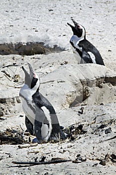 Breeding African Penguins at Boulders Beach, Cape