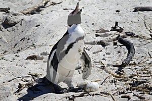 Breeding African Penguins at Boulders Beach, Cape