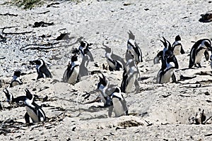 Breeding African Penguins at Boulders Beach, Cape