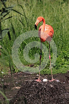 Breeding american flamingo photo