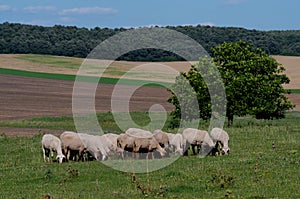 Breeding animals for wool.