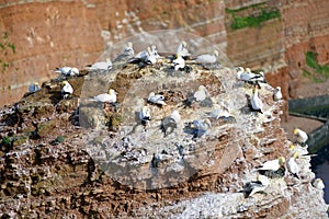 Breeding Birds in the Cliffs of Helgoland photo