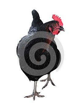 Breeding breed of black  domestic hens. Background over white.