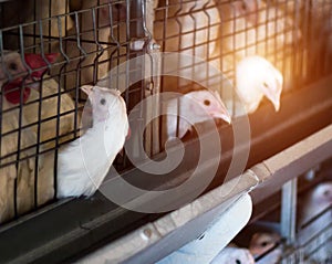 Breeding broiler chickens and chickens, broiler chickens sit behind bars in the hut, poultry house, poult