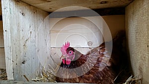 Breeding brown Chicken on her nest with eggs in a nesting house. Made in ethiopia
