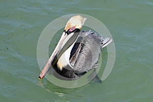 Breeding Brown Pelican