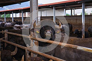 Breeding of Bufale Campane in southern Italy used for the production of milk for mozzarella