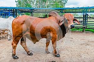 breeding bull of red Brahman breed