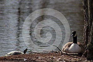 Breeding canada goose on its nest with eggs beside a sunbathing turtle on a little island in a park in spring show coexistance