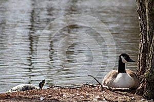 Breeding canada goose on its nest with eggs beside a sunbathing turtle on a little island in a park in spring show coexistance