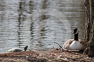 Breeding canada goose on its nest with eggs beside a sunbathing turtle on a little island in a park in spring show coexistance