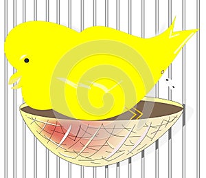 The breeding of the Canary in captivity.