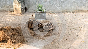 Breeding and caring for turtles at the zoo. Care and control of the world`s turtles population