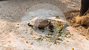 Breeding and caring for turtles at the zoo. Care and control of the world`s turtles population