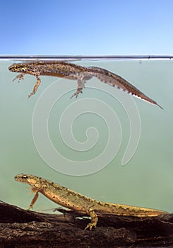 Breeding of Carpathian Newt